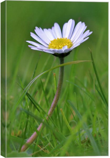 Daisy in the Grass Canvas Print by Susan Snow