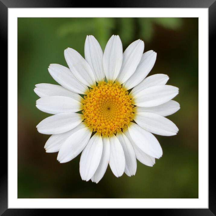 Close-up Daisy Framed Mounted Print by Susan Snow