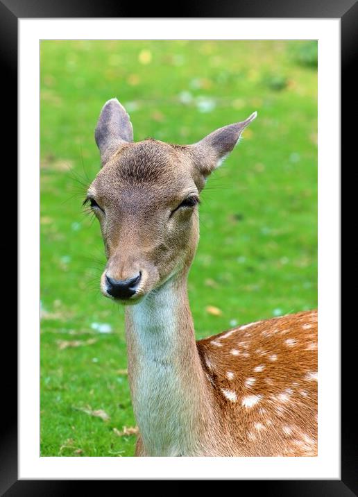 Fallow Deer Framed Mounted Print by Susan Snow