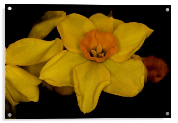 Scented Narcissi 01 Acrylic by Glen Allen