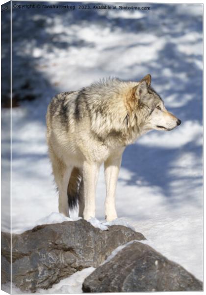 Grey Wolf In The Snow Canvas Print by rawshutterbug 