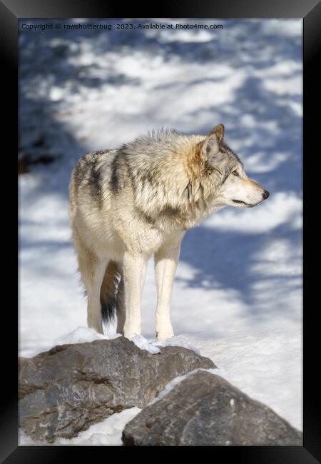 Grey Wolf In The Snow Framed Print by rawshutterbug 