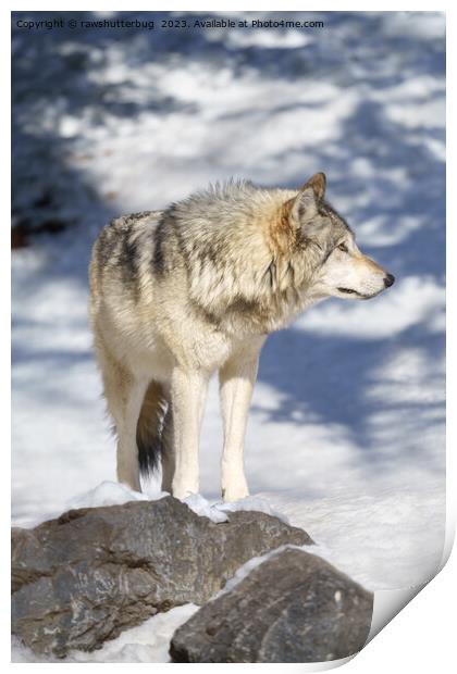 Grey Wolf In The Snow Print by rawshutterbug 