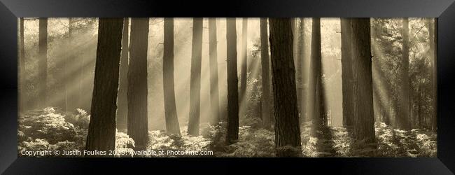 Misty Forest panorama  Framed Print by Justin Foulkes