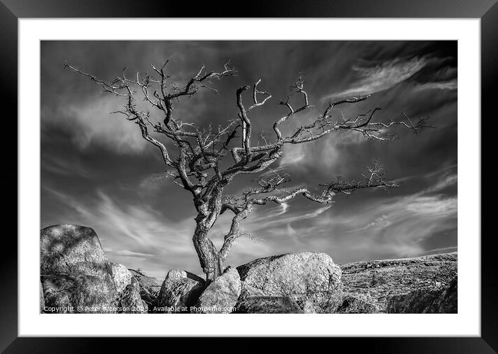 Tree on Rocks Framed Mounted Print by Peter Paterson