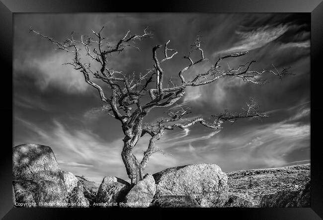 Tree on Rocks Framed Print by Peter Paterson