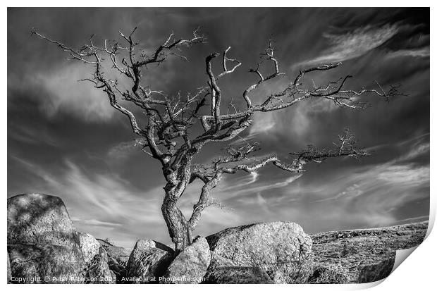 Tree on Rocks Print by Peter Paterson