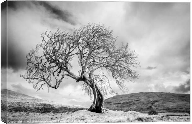 Twisted Tree Canvas Print by Peter Paterson
