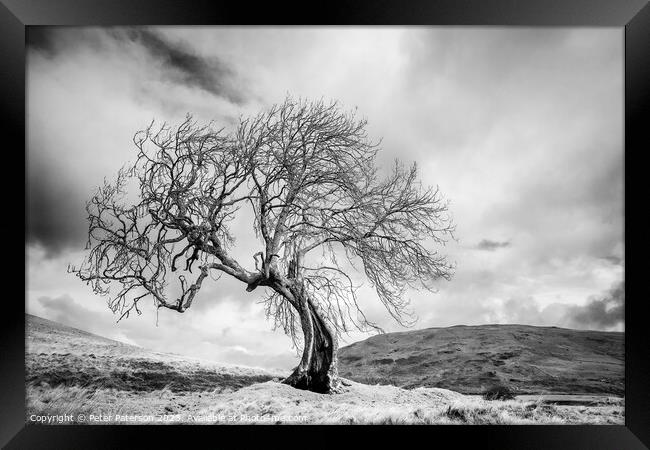 Twisted Tree Framed Print by Peter Paterson
