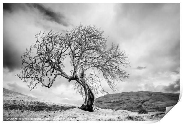Twisted Tree Print by Peter Paterson