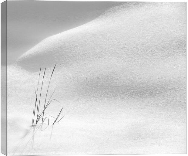 Grasses in Snow Canvas Print by Peter Paterson