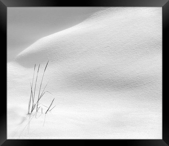 Grasses in Snow Framed Print by Peter Paterson