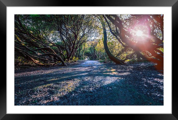 The Rhododendron arch path Framed Mounted Print by Leighton Collins