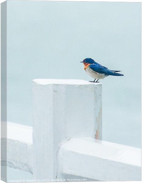 A Pacific Swallow perched on a Pier fence Canvas Print by Rowena Ko