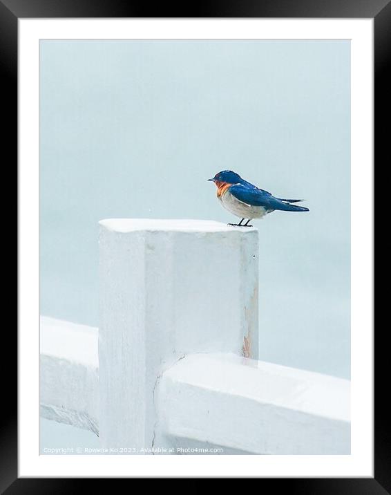A Pacific Swallow perched on a Pier fence Framed Mounted Print by Rowena Ko