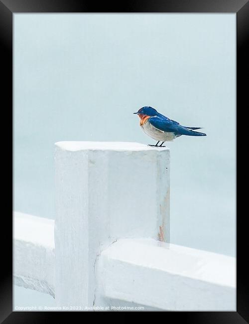 A Pacific Swallow perched on a Pier fence Framed Print by Rowena Ko