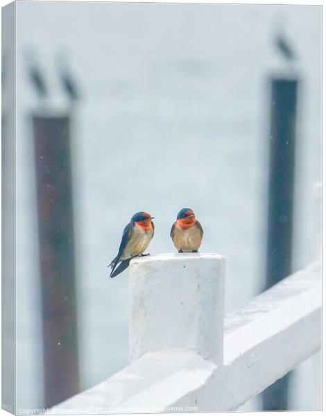 A pair of Pacific Swallows perched on a Pier fence Canvas Print by Rowena Ko