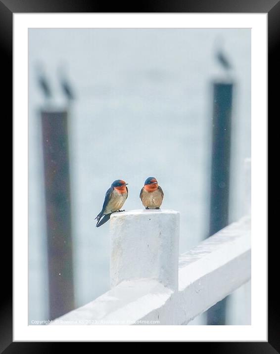 A pair of Pacific Swallows perched on a Pier fence Framed Mounted Print by Rowena Ko