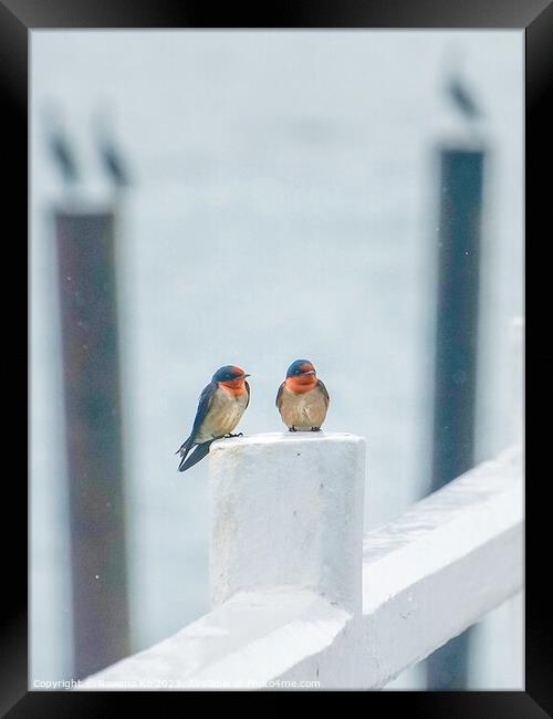 A pair of Pacific Swallows perched on a Pier fence Framed Print by Rowena Ko