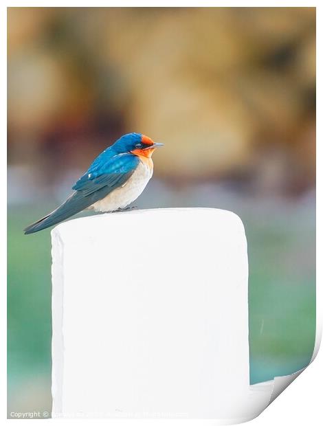 A Pacific Swallow resting on a Pier fence Print by Rowena Ko