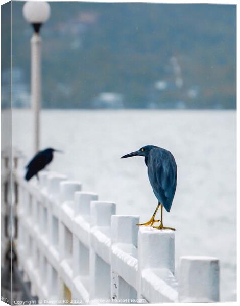 A couple of Pacific reef herons perched on a Pier  Canvas Print by Rowena Ko