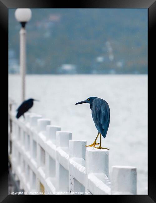 A couple of Pacific reef herons perched on a Pier  Framed Print by Rowena Ko