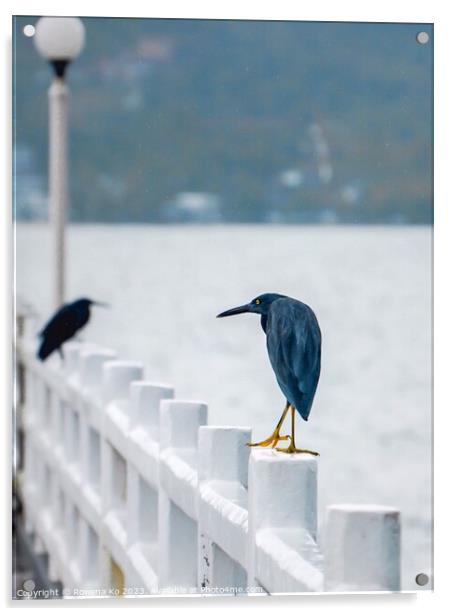 A couple of Pacific reef herons perched on a Pier  Acrylic by Rowena Ko