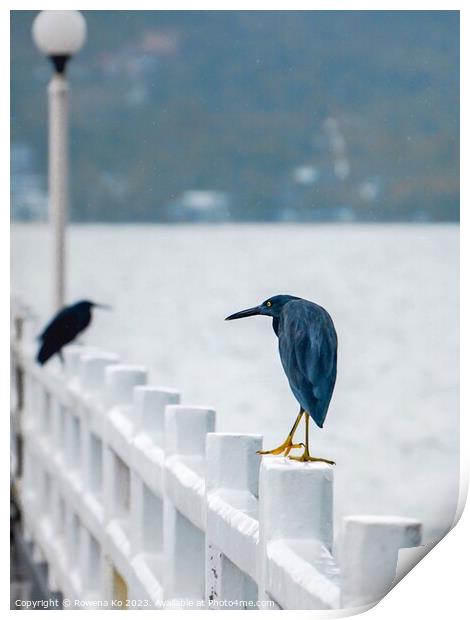 A couple of Pacific reef herons perched on a Pier  Print by Rowena Ko