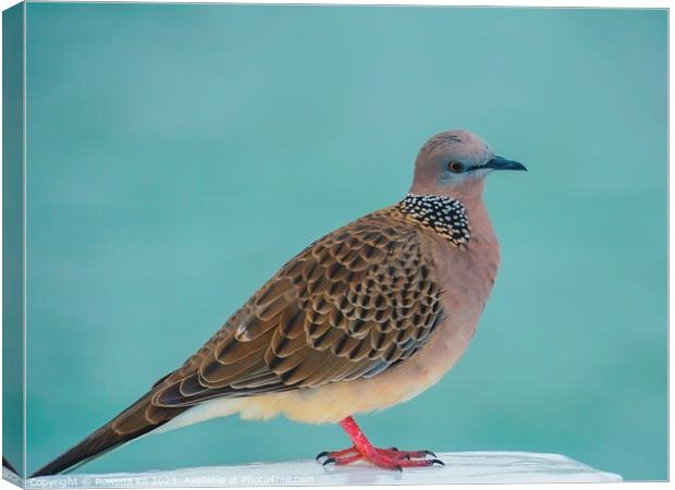 A Spotted Dove perched on a Pier fence Canvas Print by Rowena Ko