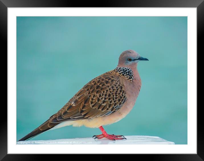 A Spotted Dove perched on a Pier fence Framed Mounted Print by Rowena Ko