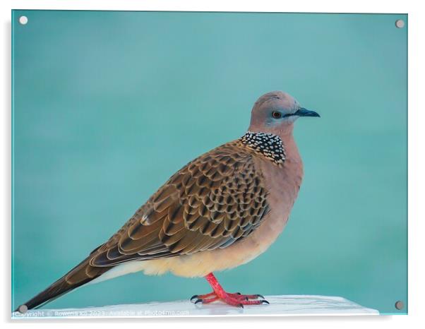 A Spotted Dove perched on a Pier fence Acrylic by Rowena Ko
