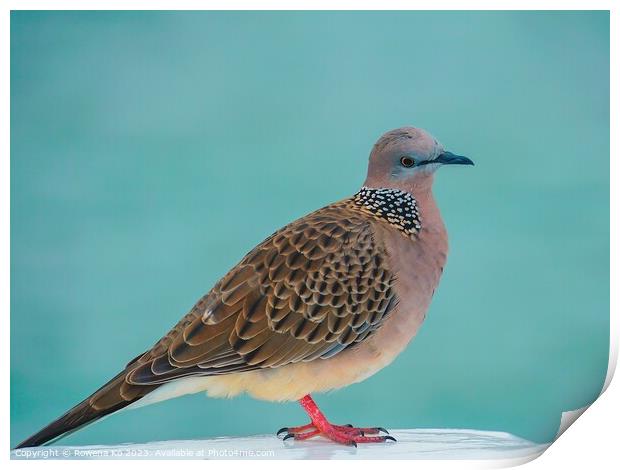 A Spotted Dove perched on a Pier fence Print by Rowena Ko