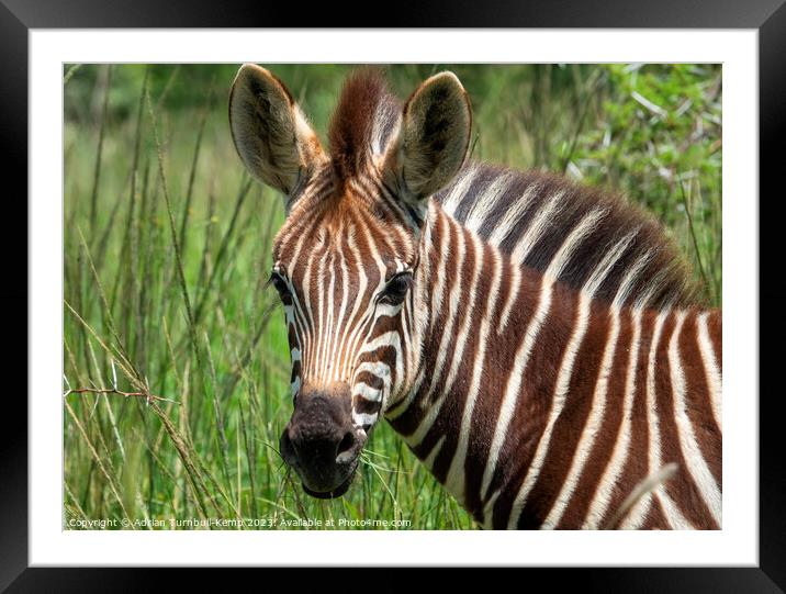 Young Plains zebra foal. Framed Mounted Print by Adrian Turnbull-Kemp