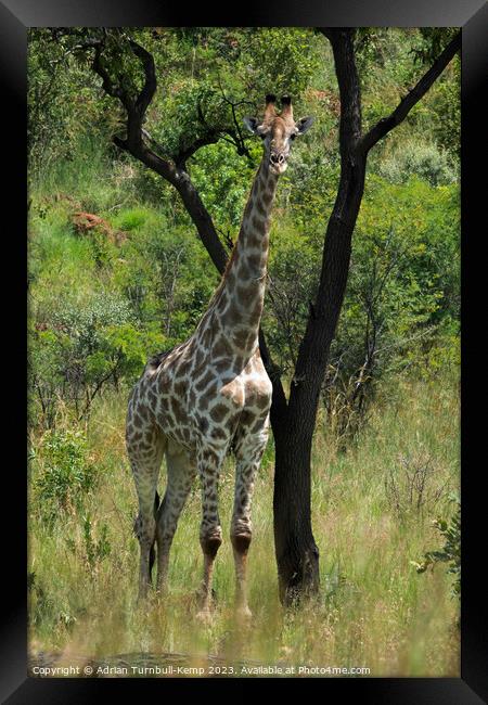 Giraffe bull shelters from the midday sun.  Framed Print by Adrian Turnbull-Kemp