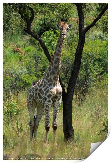 Giraffe bull shelters from the midday sun.  Print by Adrian Turnbull-Kemp