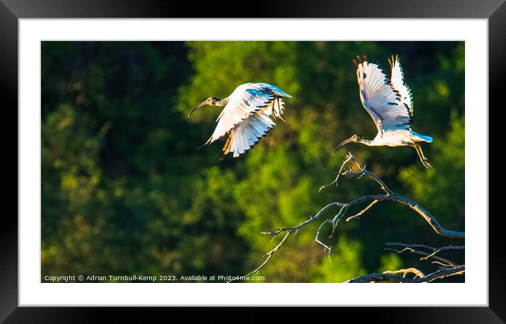 Taking flight.  Framed Mounted Print by Adrian Turnbull-Kemp