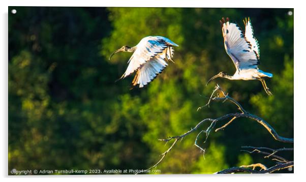 Taking flight.  Acrylic by Adrian Turnbull-Kemp