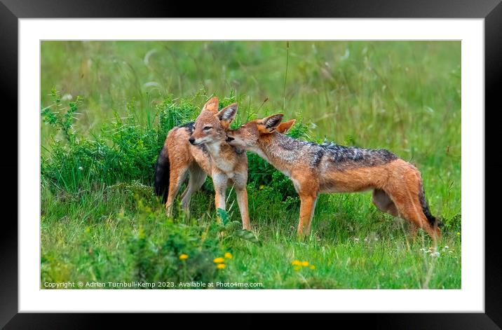 An intimate moment between two black-backed jackals. Framed Mounted Print by Adrian Turnbull-Kemp