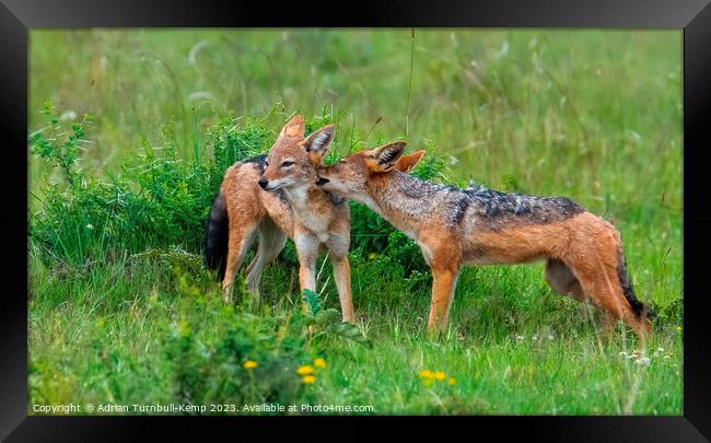 An intimate moment between two black-backed jackals. Framed Print by Adrian Turnbull-Kemp