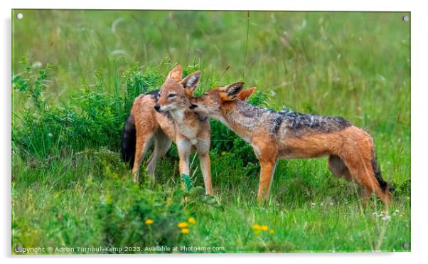 An intimate moment between two black-backed jackals. Acrylic by Adrian Turnbull-Kemp