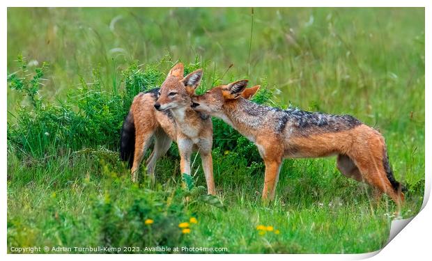 An intimate moment between two black-backed jackals. Print by Adrian Turnbull-Kemp