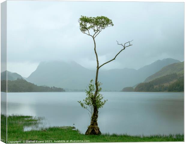 Lone tree at Buttermere Canvas Print by Darrell Evans