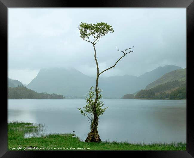Lone tree at Buttermere Framed Print by Darrell Evans