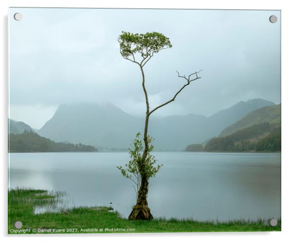 Lone tree at Buttermere Acrylic by Darrell Evans