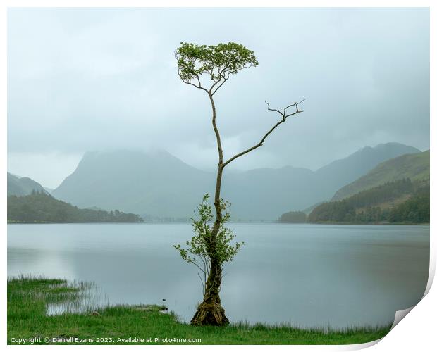 Lone tree at Buttermere Print by Darrell Evans