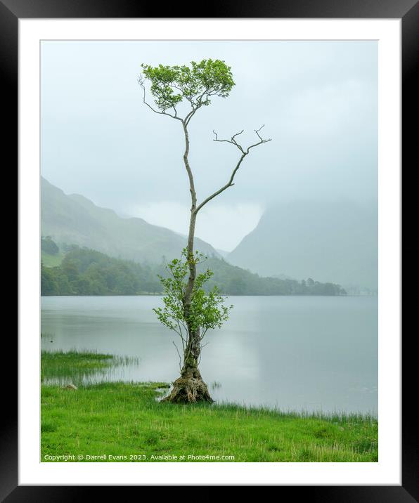 Waterside Tree Framed Mounted Print by Darrell Evans
