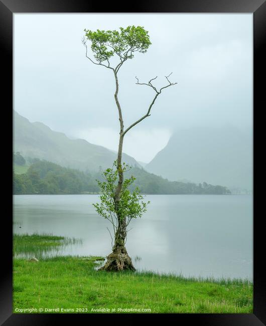 Waterside Tree Framed Print by Darrell Evans