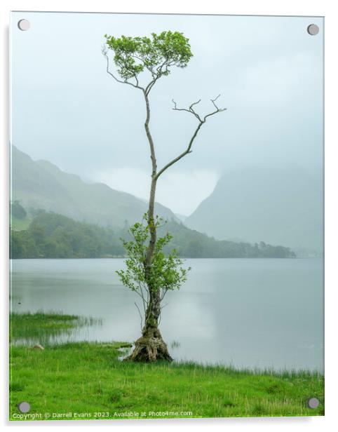 Waterside Tree Acrylic by Darrell Evans
