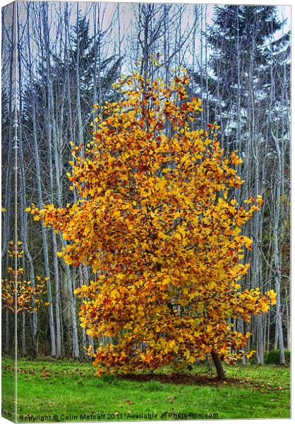 Autumn's Glory Canvas Print by Colin Metcalf