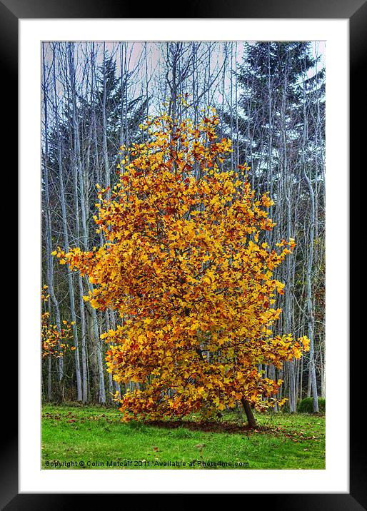Autumn's Glory Framed Mounted Print by Colin Metcalf